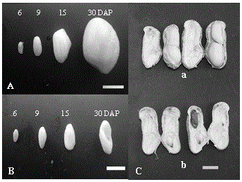 A method for isolating and regulating genes of peanut embryo development