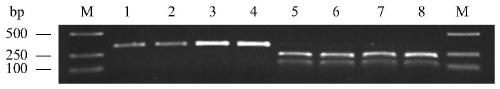 Molecular marker for detecting fusarium head blight (FHB)-resistant QTL Qfhb.hbaas-5AL and use method