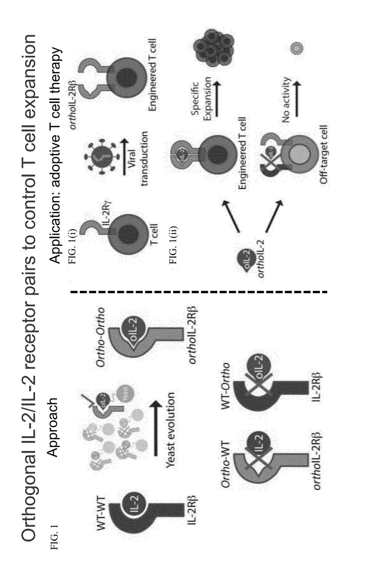 Biologically relevant orthogonal cytokine/receptor pairs