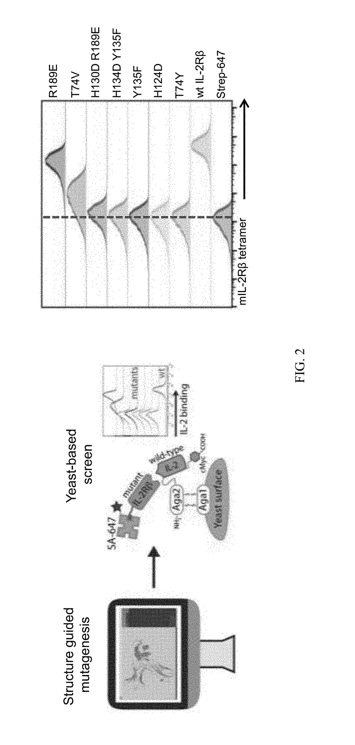 Biologically relevant orthogonal cytokine/receptor pairs