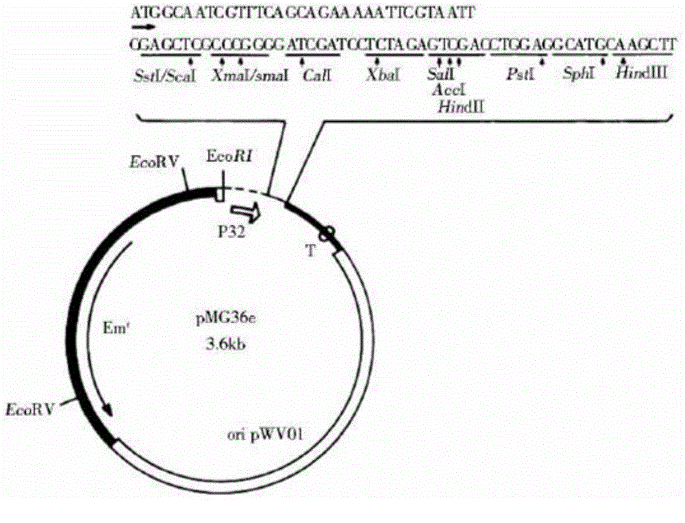 Recombinant bacteria for expressing plectasin and application thereof