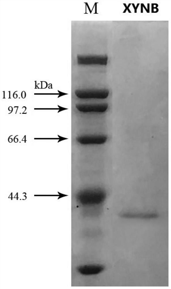 A heat-resistant xylanase xynb with high enzyme activity at low temperature and its mutant gene, application and gene sequence preparation method