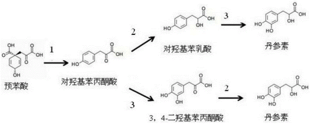 A kind of biological production method of danshensu