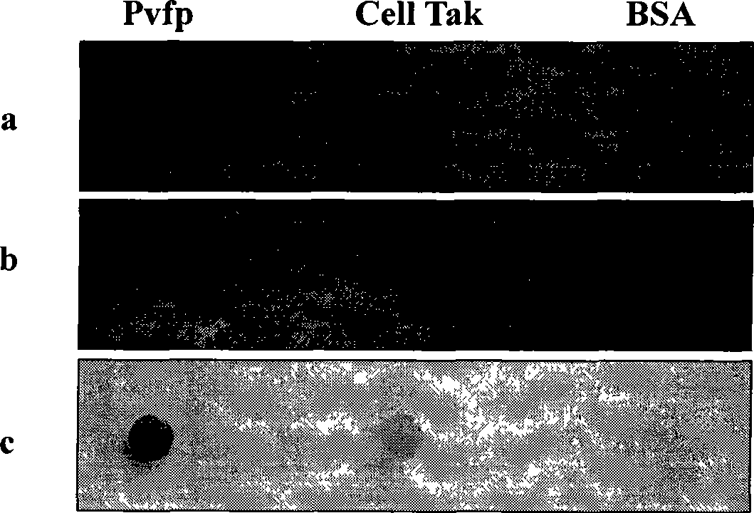 Method for preparing biology adhesive using emerald mussel adhesion protein