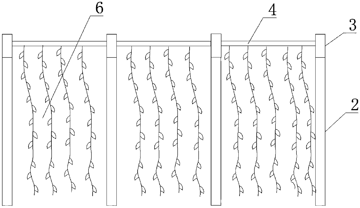 Trellis-type cultivation method of Lonicera confusa