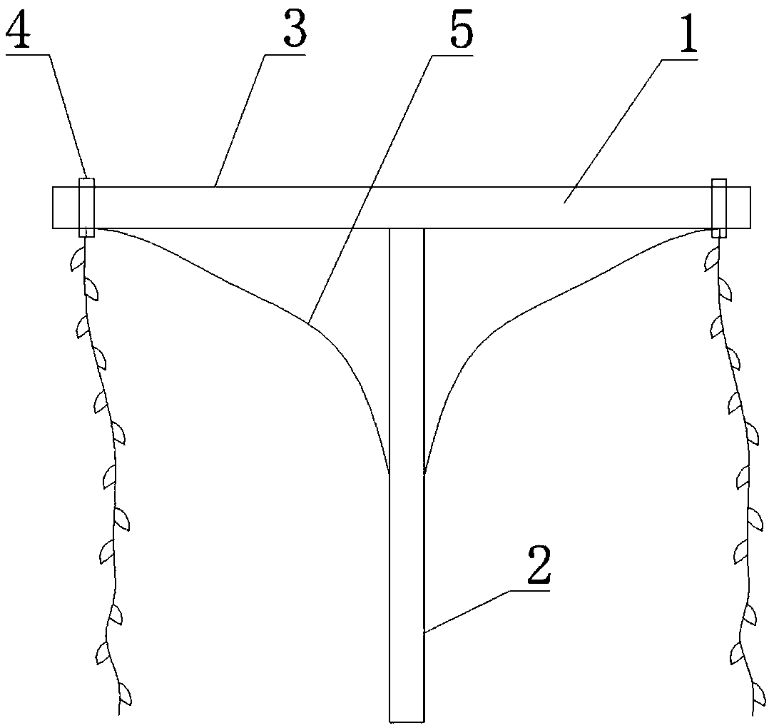 Trellis-type cultivation method of Lonicera confusa