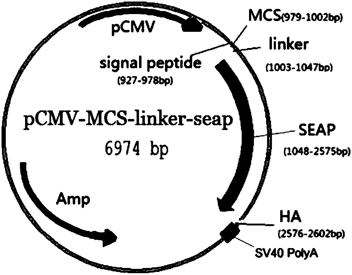 Recombinant fusion alkaline phosphatase-allergen protein and preparation method and application thereof