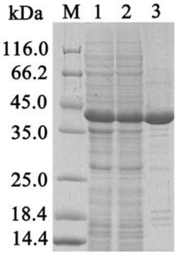 Carboxylesterase gene, recombinant plasmid, recombinant engineered bacterium, encoded protein and application