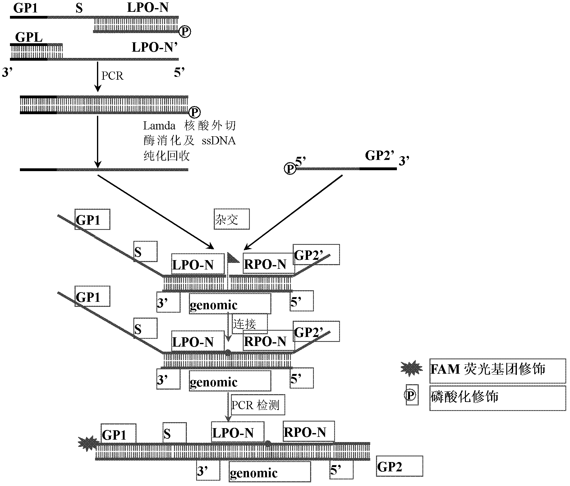 Preparation method for probe used for multiplex ligation-dependent probe amplification (MLPA)