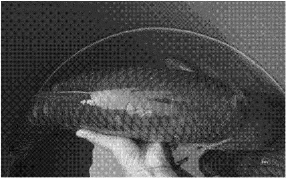 A feed for growing-up grass carp that makes the meat fresh and tender and its preparation method