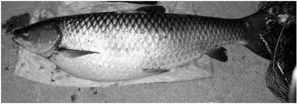 A feed for growing-up grass carp that makes the meat fresh and tender and its preparation method