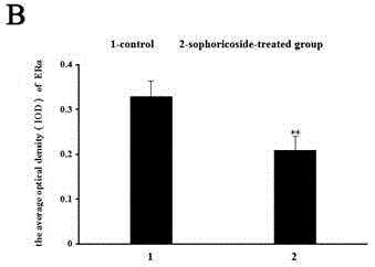 Novel method for resisting breeding of lasiopodomys brandtii by adopting sophoricoside