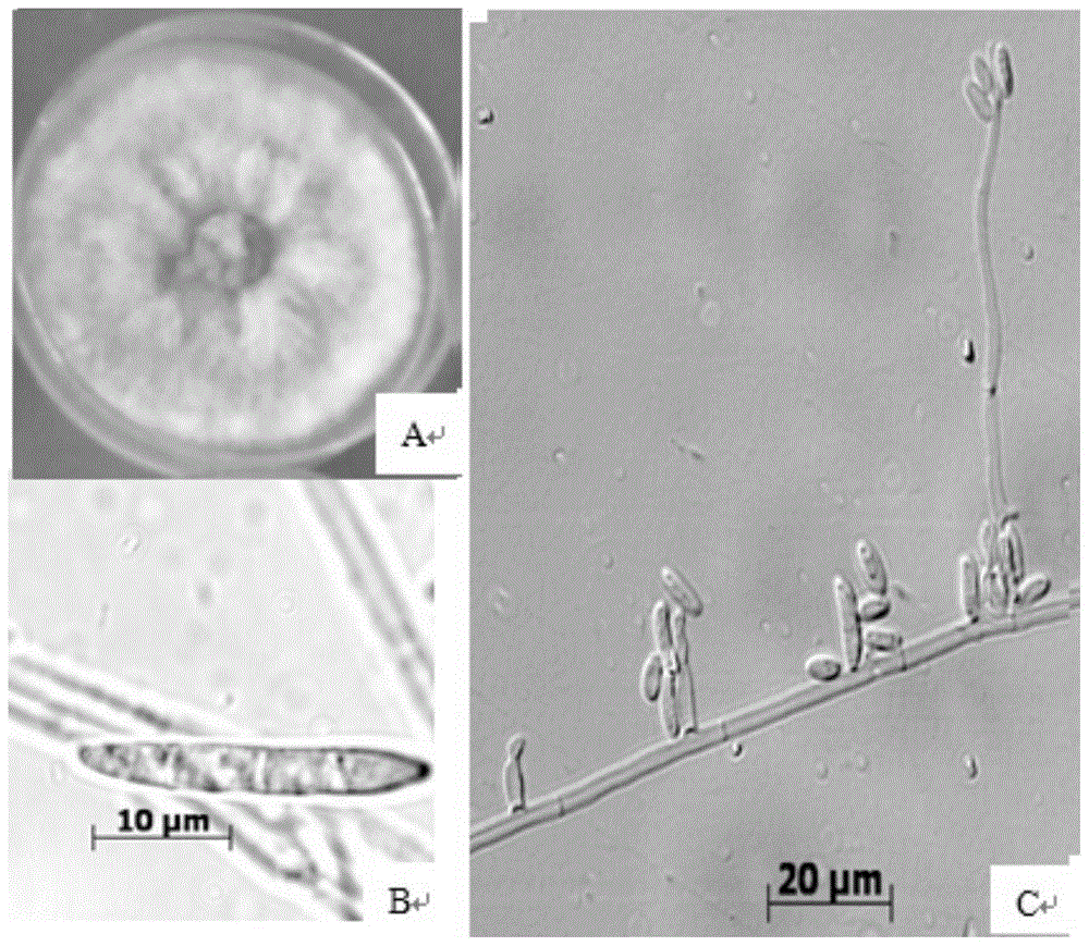 A kind of Fusarium oxysporum and its application in Dendrobium officinale against leaf spot