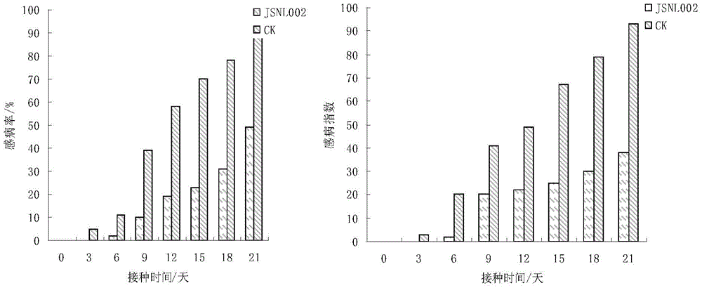 A kind of Fusarium oxysporum and its application in Dendrobium officinale against leaf spot