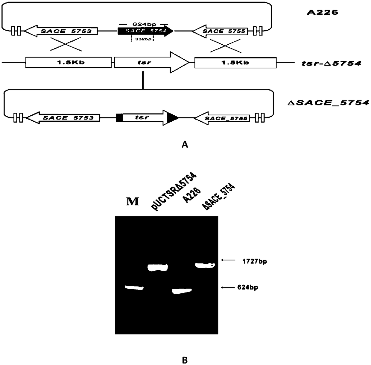Method for increasing yield of erythromycin by SACE_5754 gene pathway of Saccharopolyspora erythraea