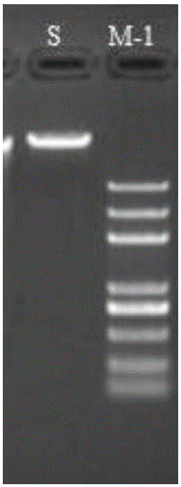 Genome cytosine site epigenome typing method