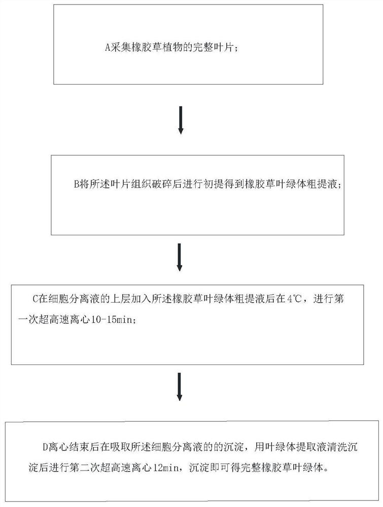 Method for extracting chloroplast of kok-saghyz