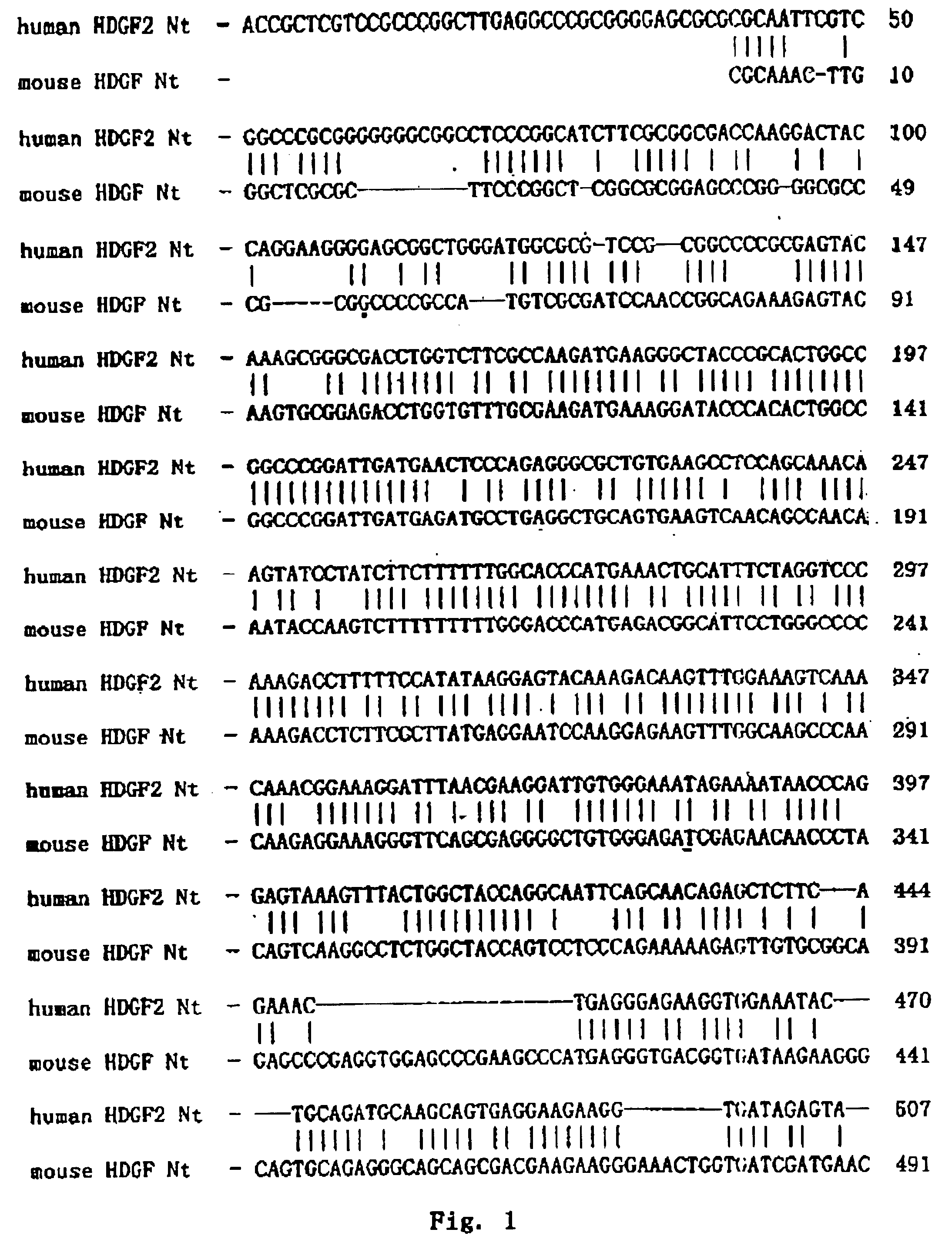 DNA encoding a new human hepatoma derived growth factor and producing method thereof