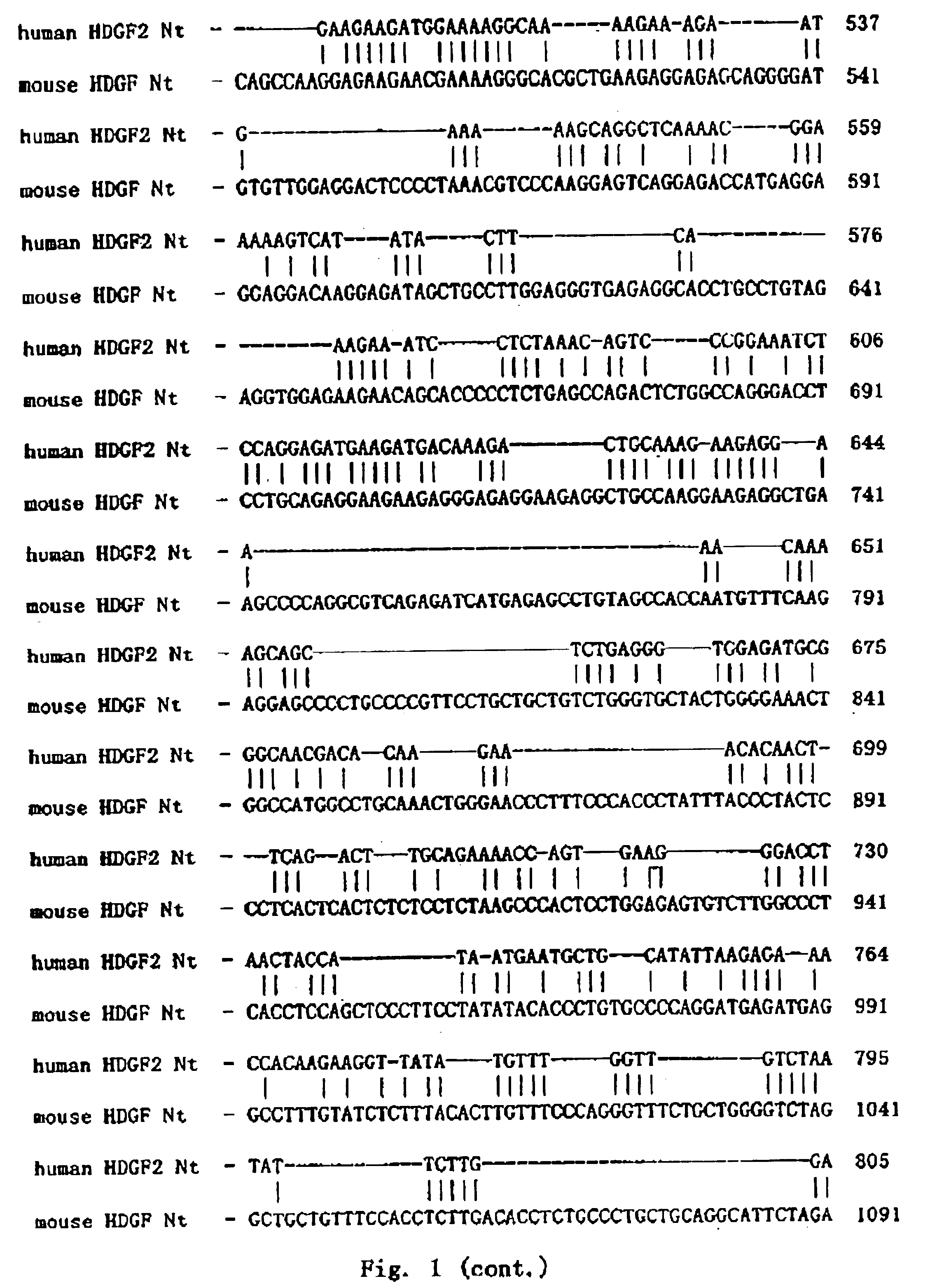 DNA encoding a new human hepatoma derived growth factor and producing method thereof