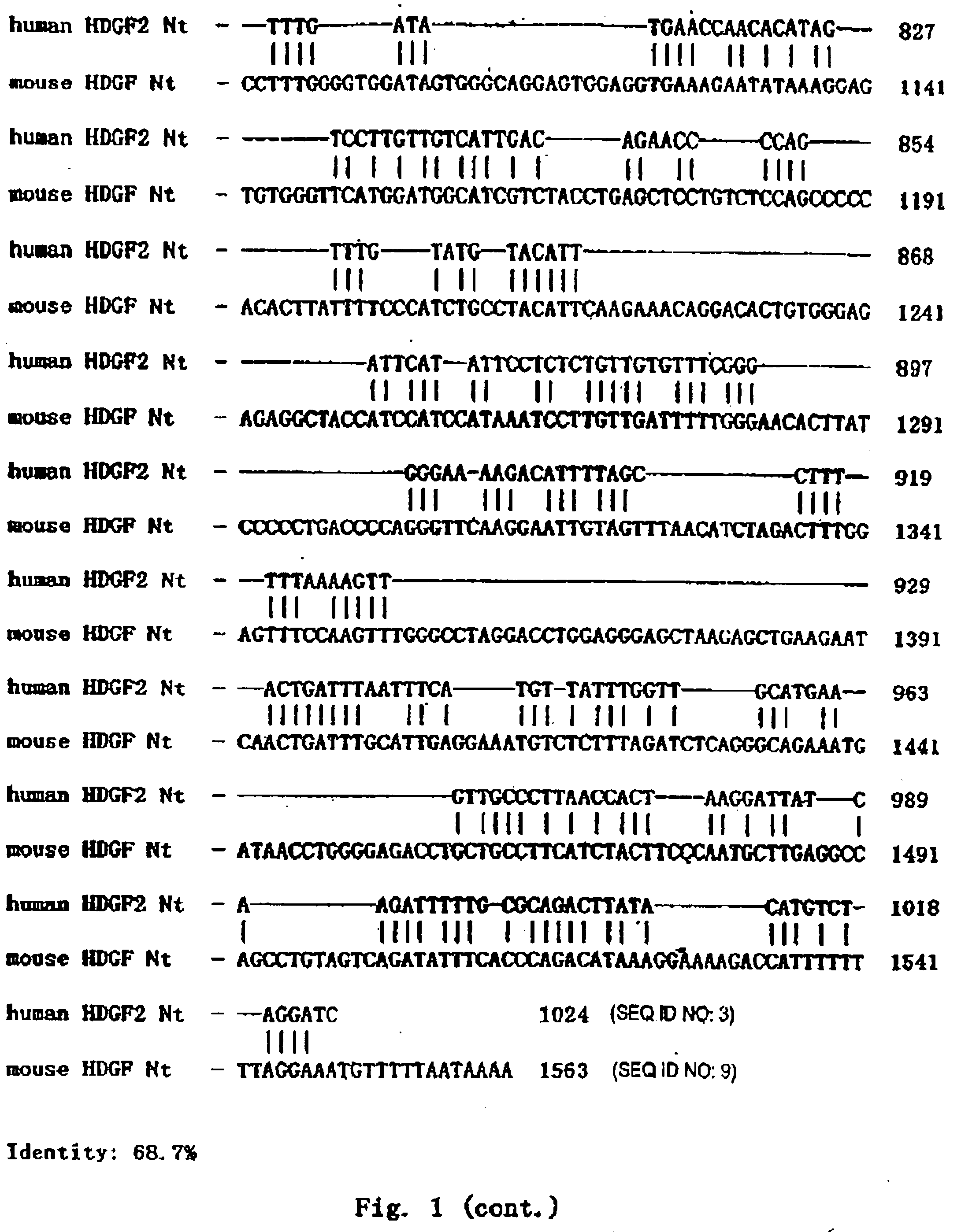 DNA encoding a new human hepatoma derived growth factor and producing method thereof