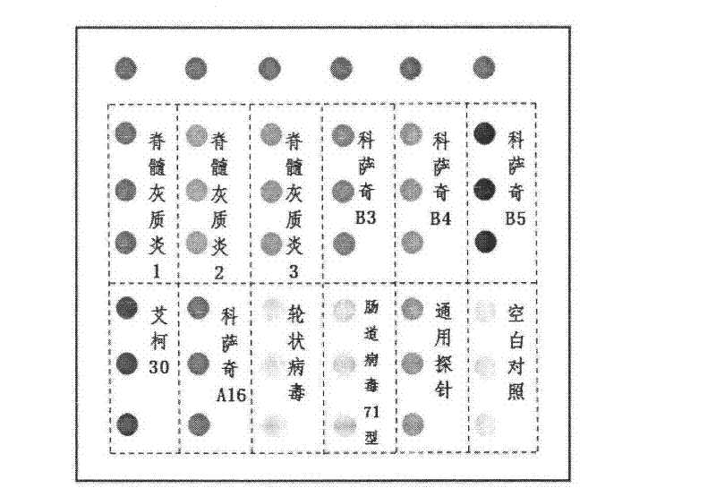 Preparation and application of gene chip for detecting important enteric causative viruses