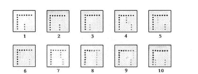 Preparation and application of gene chip for detecting important enteric causative viruses