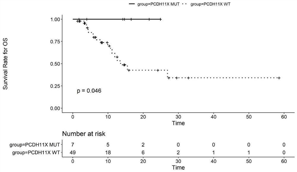 Application of pcdh11x mutation in predicting sensitivity to immune checkpoint inhibitor therapy in patients with non-small cell lung cancer