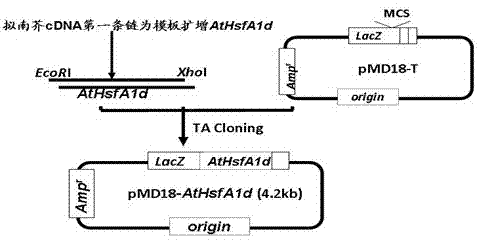 Plant expression vector of arabidopsis heat shock factor gene AtHsfA1d, and application thereof