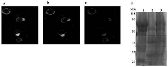 Thylakoid membrane and NK cell fused cell and construction method therefor