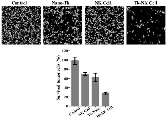 Thylakoid membrane and NK cell fused cell and construction method therefor