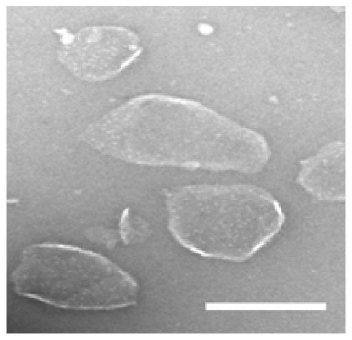 Thylakoid membrane and NK cell fused cell and construction method therefor