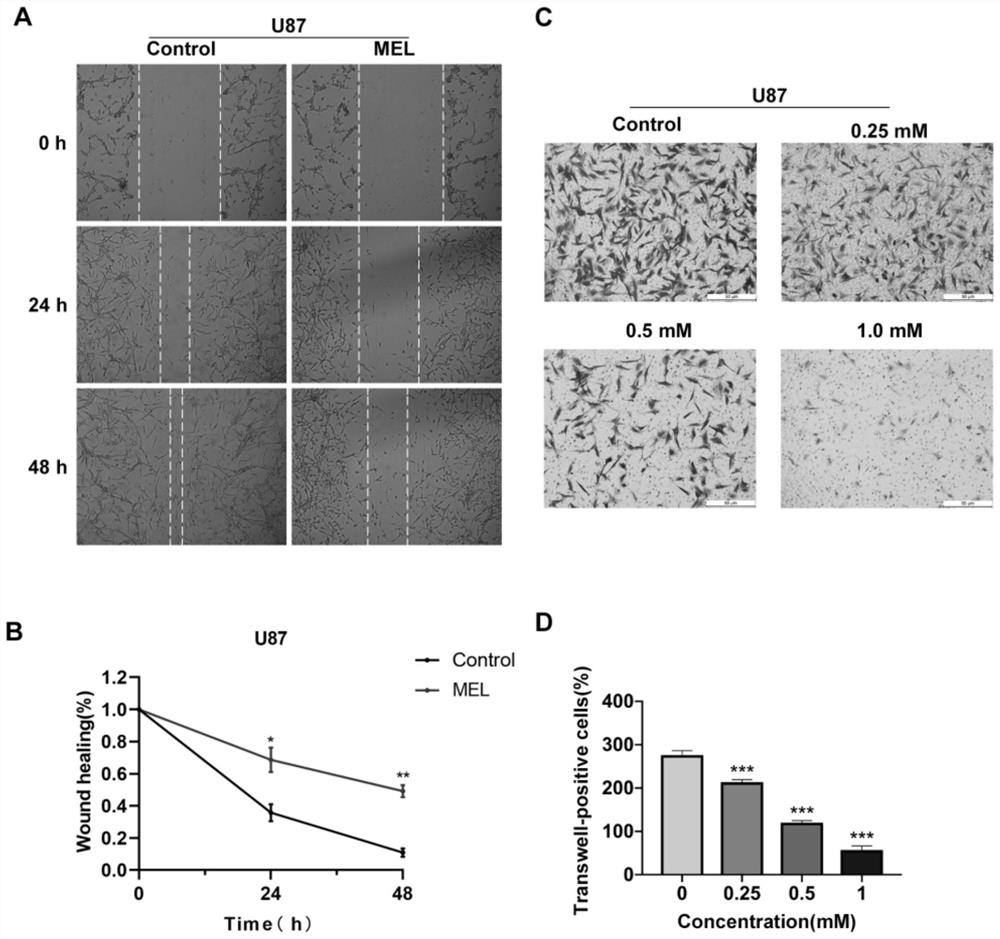 Application of mir-6858 in prevention and treatment of glioma with melatonin