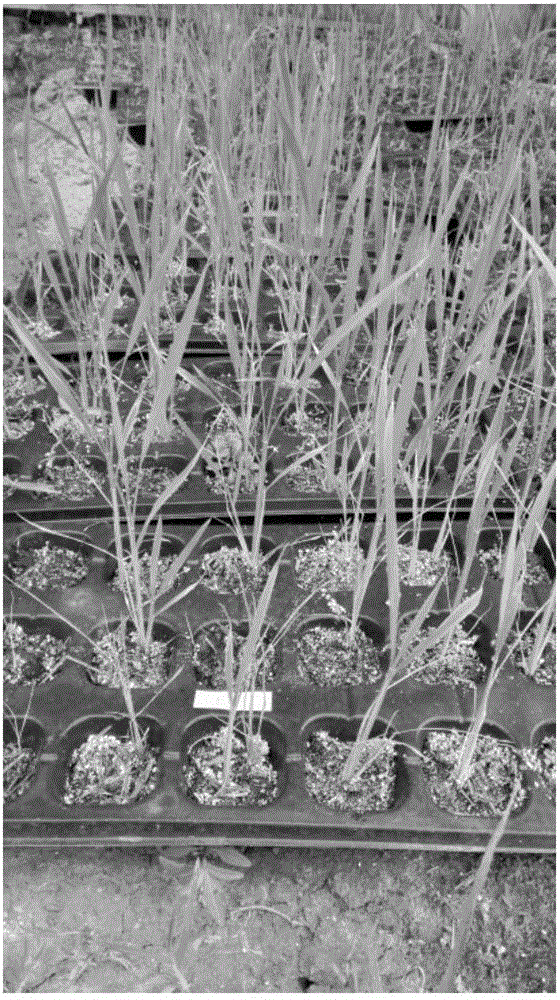 Method for preparing machine-transplanted rice seedling raising substrate by taking rice straw fermentation product as raw material
