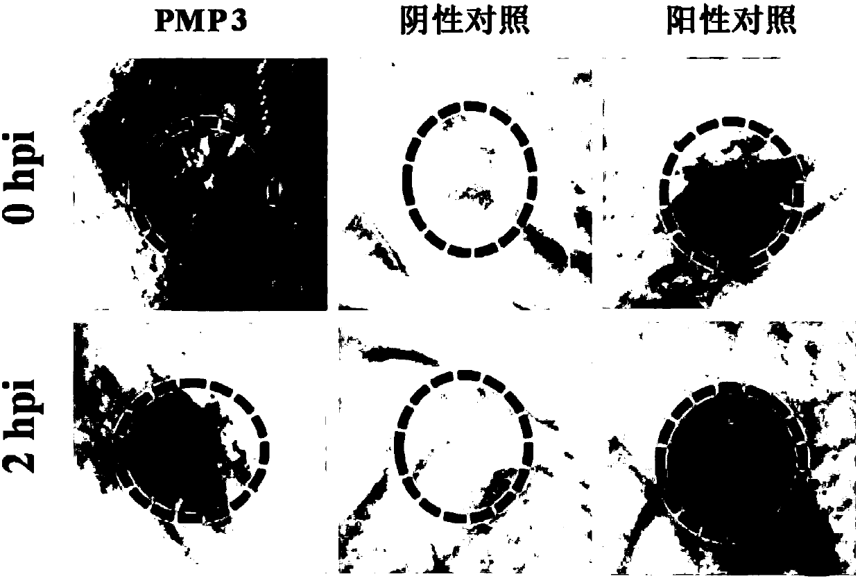 A Phytophthora inducible synthetic promoter pmp3 and its recombinant expression vector and application