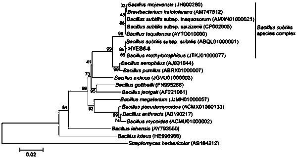 An Endophytic Bacillus Methylotrophic Bacillus of Boxwood and Its Application