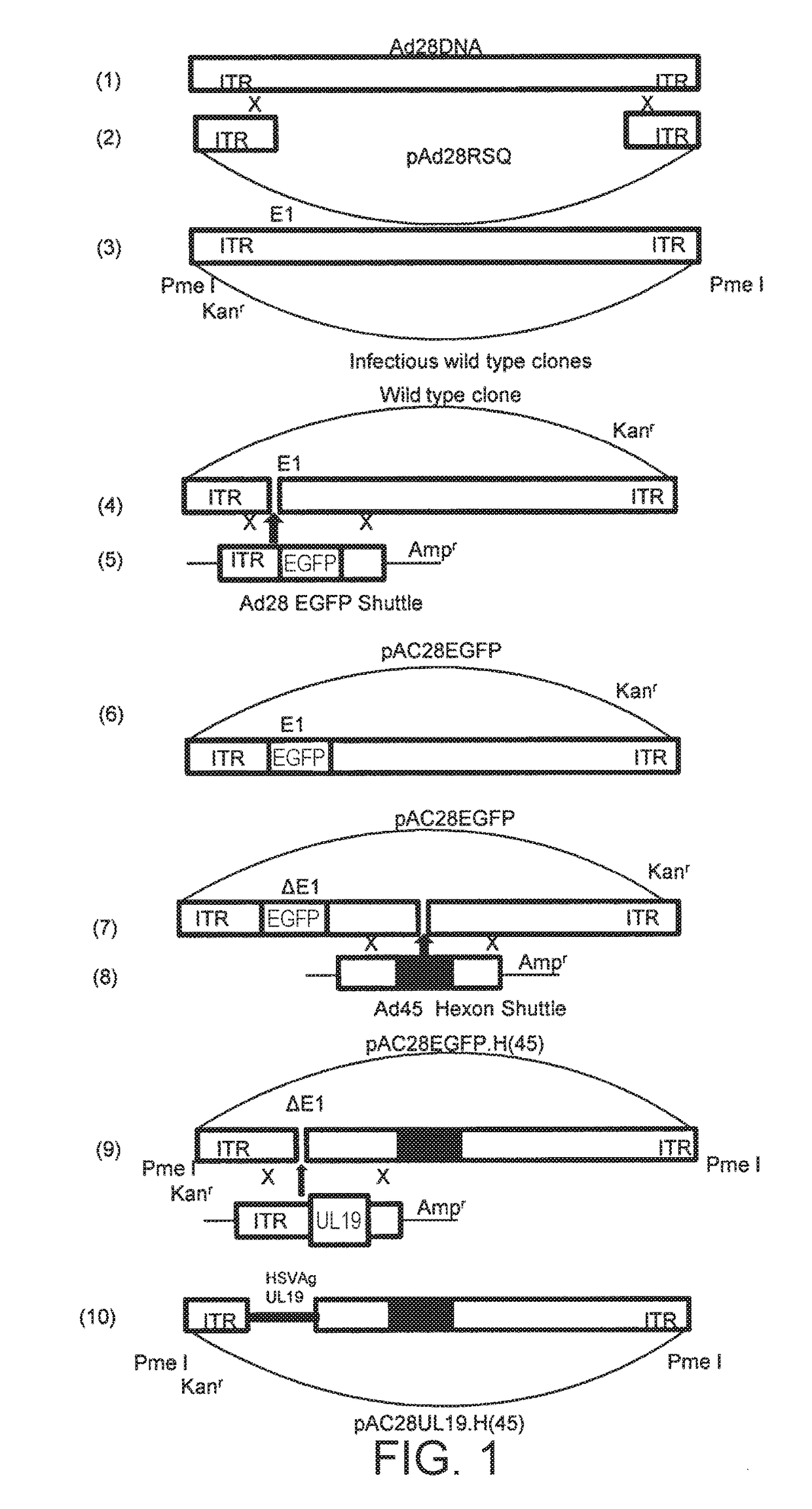 Modified serotype 28 adenoviral vectors