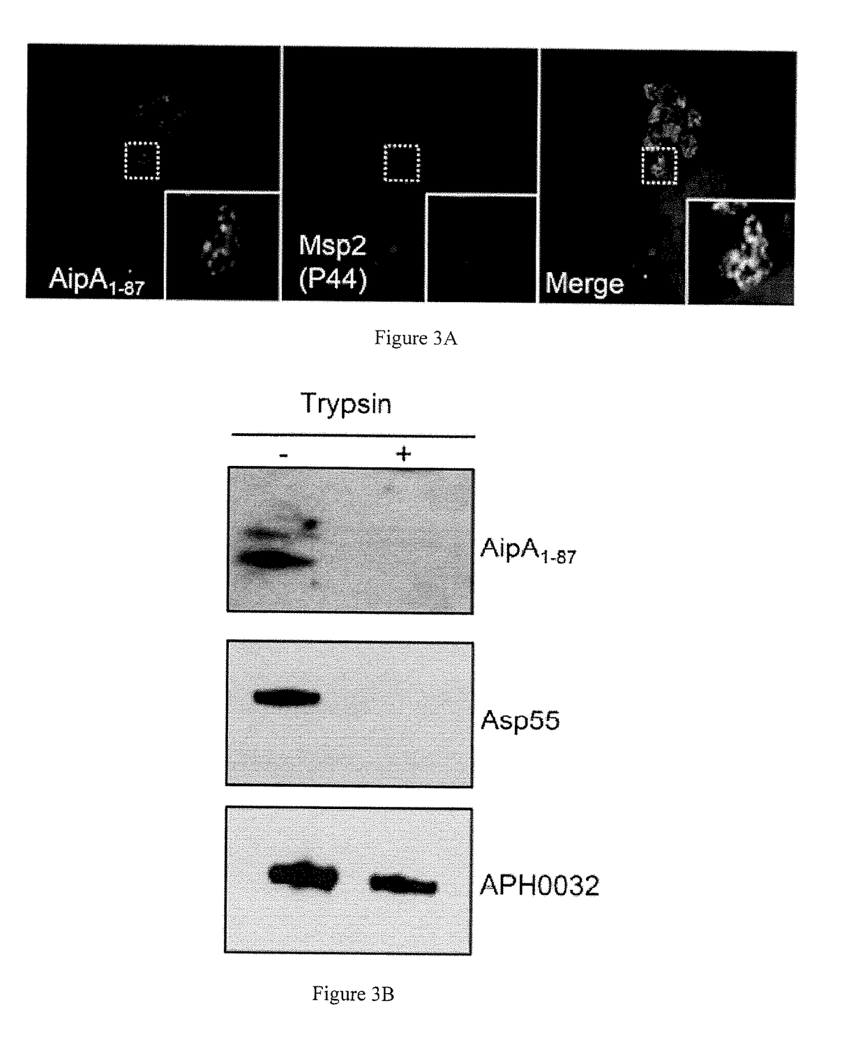 Aipa, ompa, and asp14 in vaccine compositions and diagnostic targets for anaplasma phagocytophilum infection