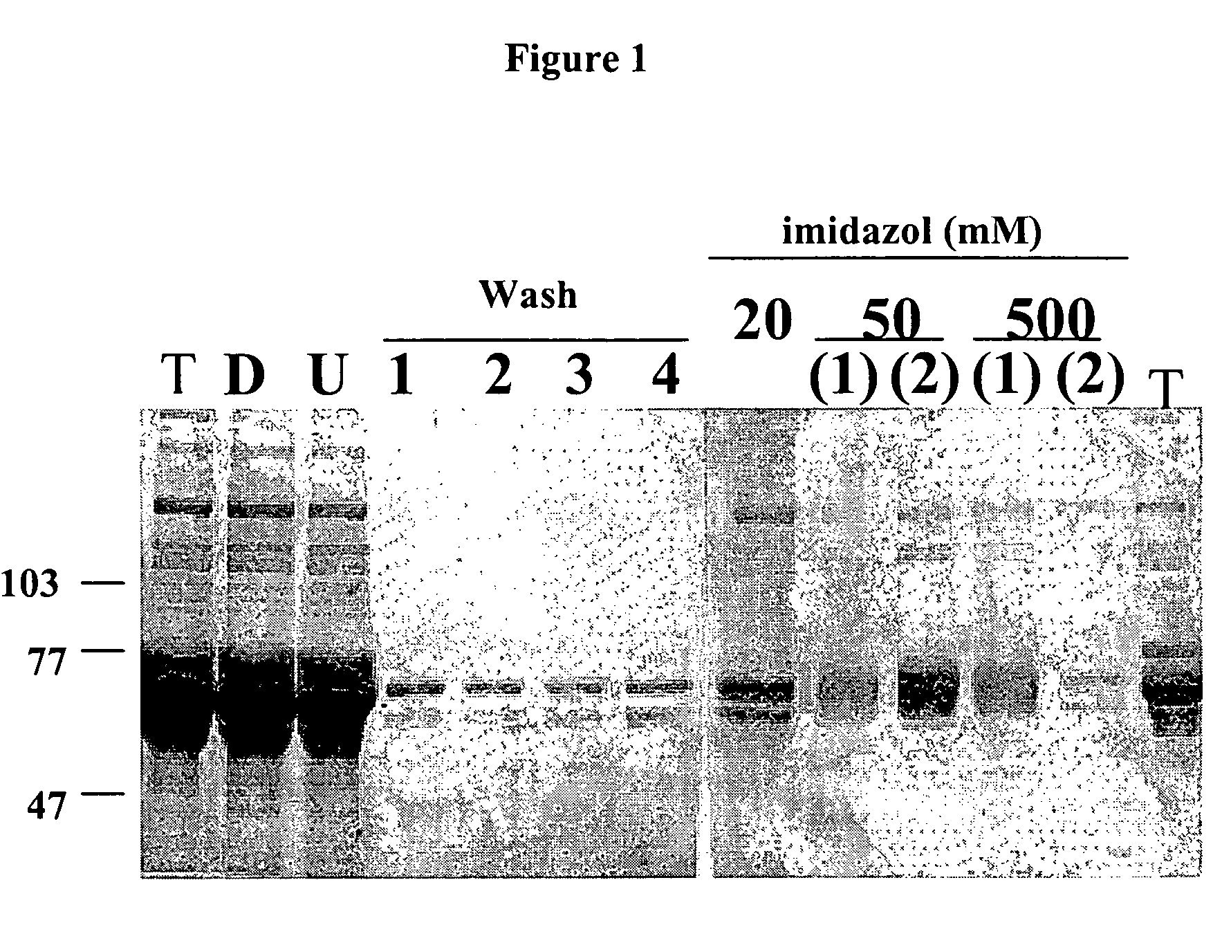 Antibodies that block receptor protein tyrosine kinase activation, methods of screening for and uses thereof