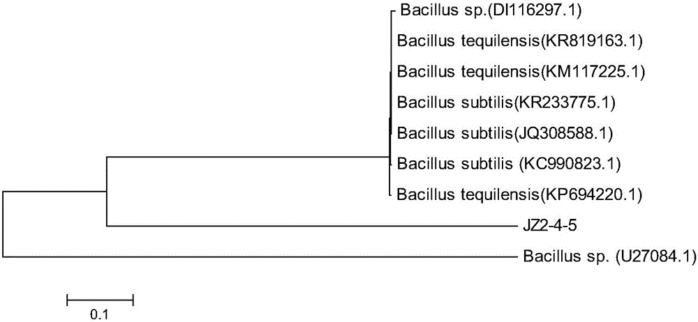 Bacillus subtilis and application thereof
