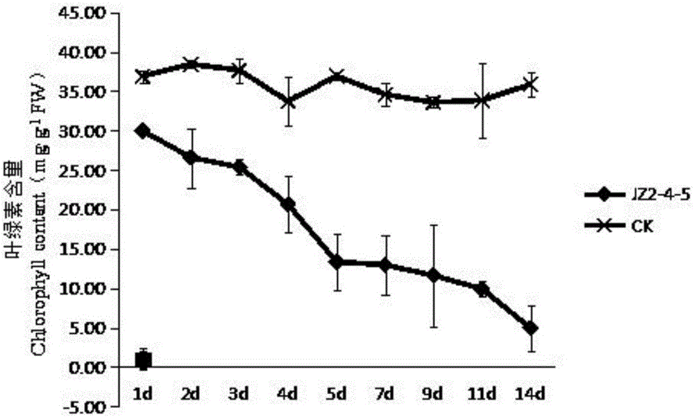 Bacillus subtilis and application thereof