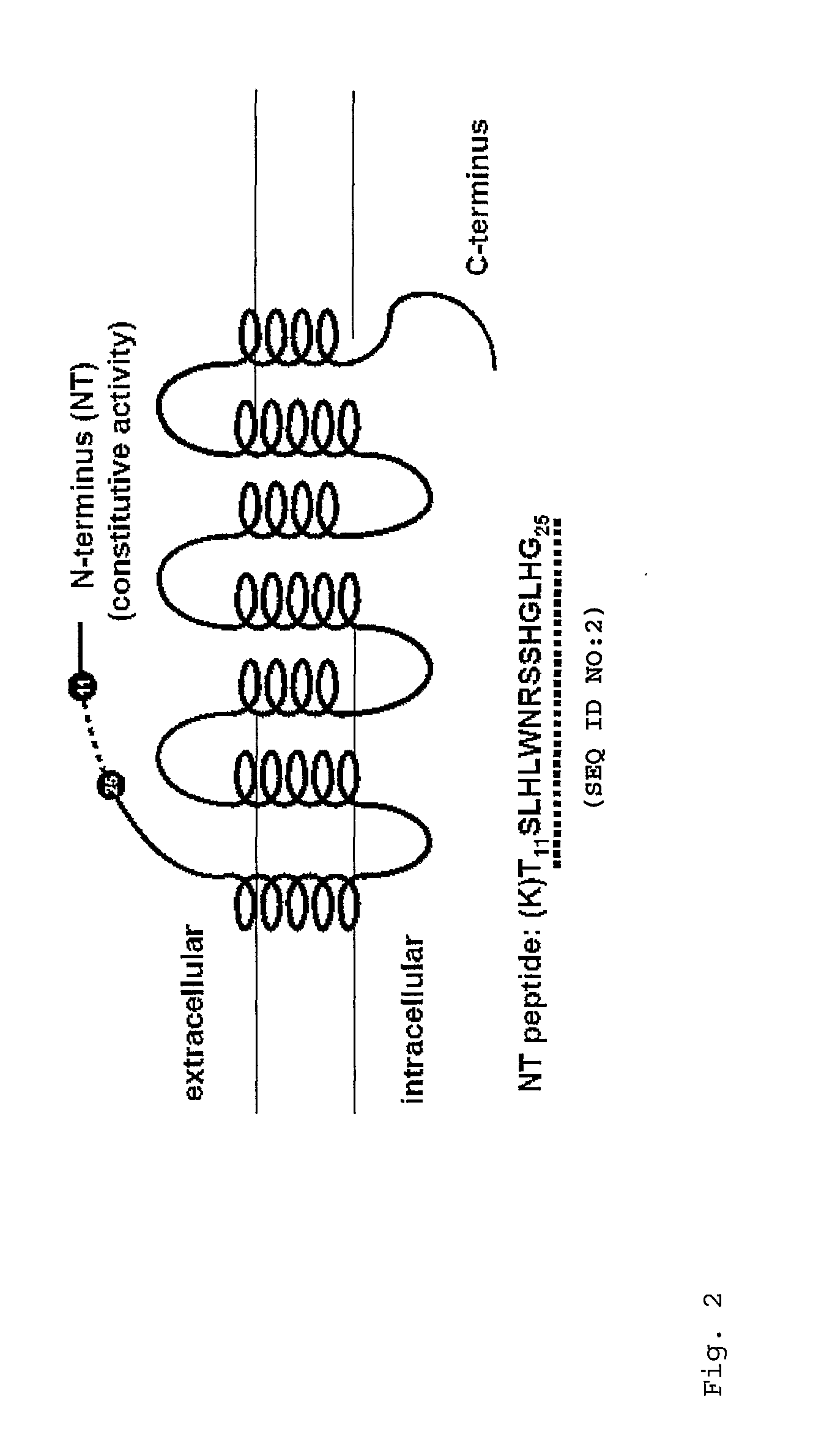Monoclonal antibodies and binding fragments thereof directed to the melanocortin-4 receptor and their use in the treatment of cachexia and related conditions and diseases