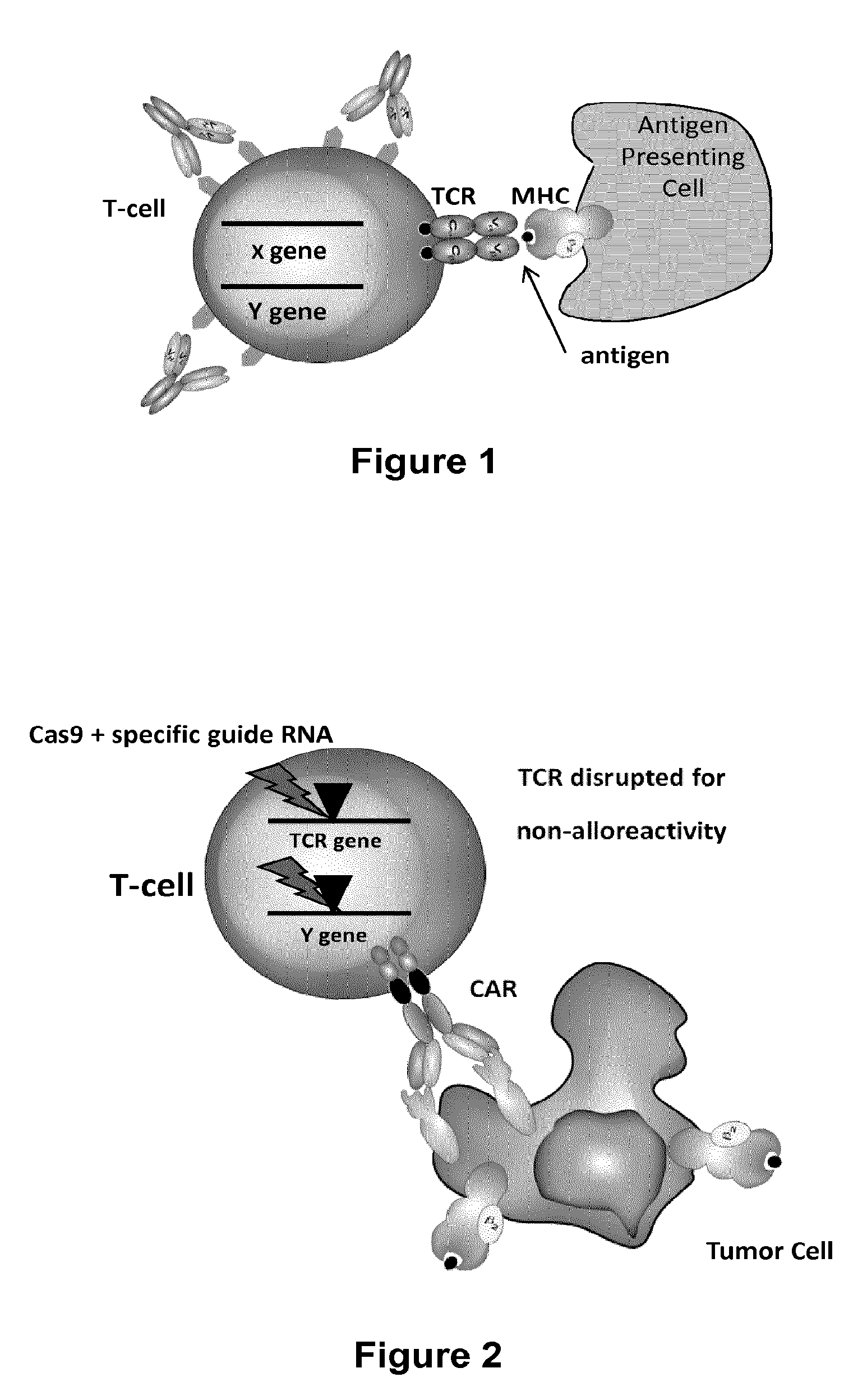 Methods for engineering t cells for immunotherapy by using rna-guided cas nuclease system