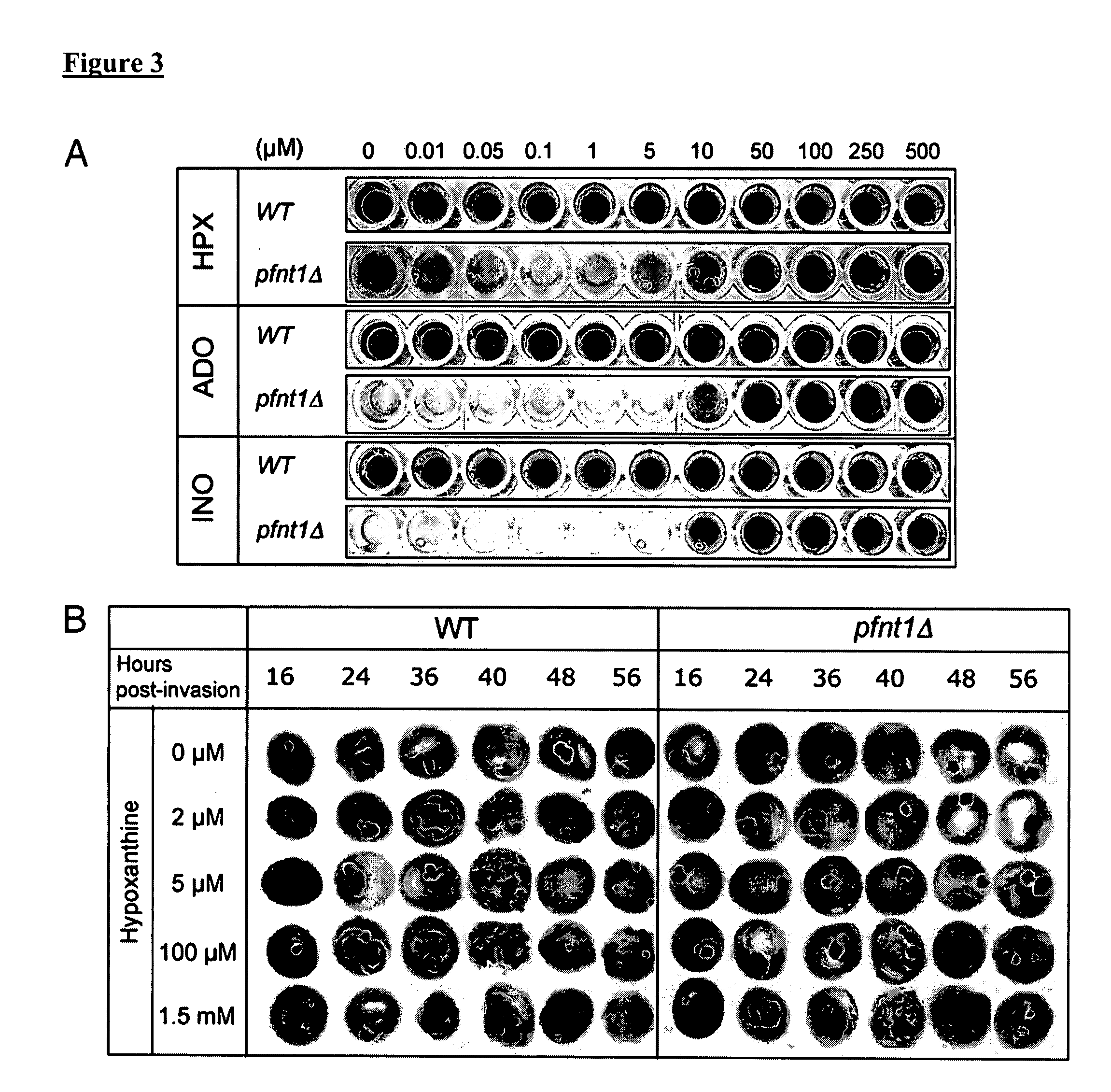 Use of conditional plasmodium strains lacking nutrient transporters in malaria vaccination