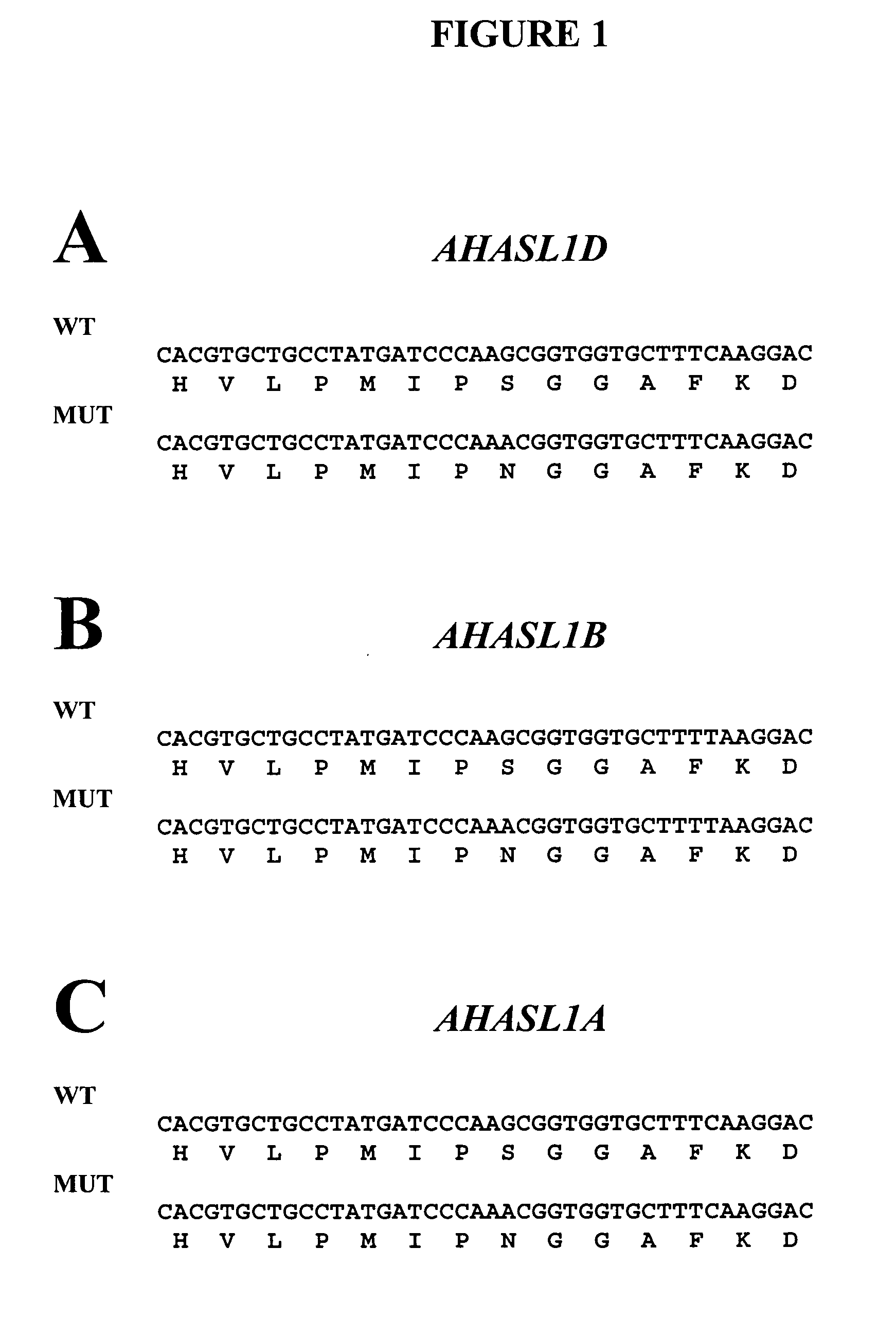 Methods and compositions for analyzing AHASL genes