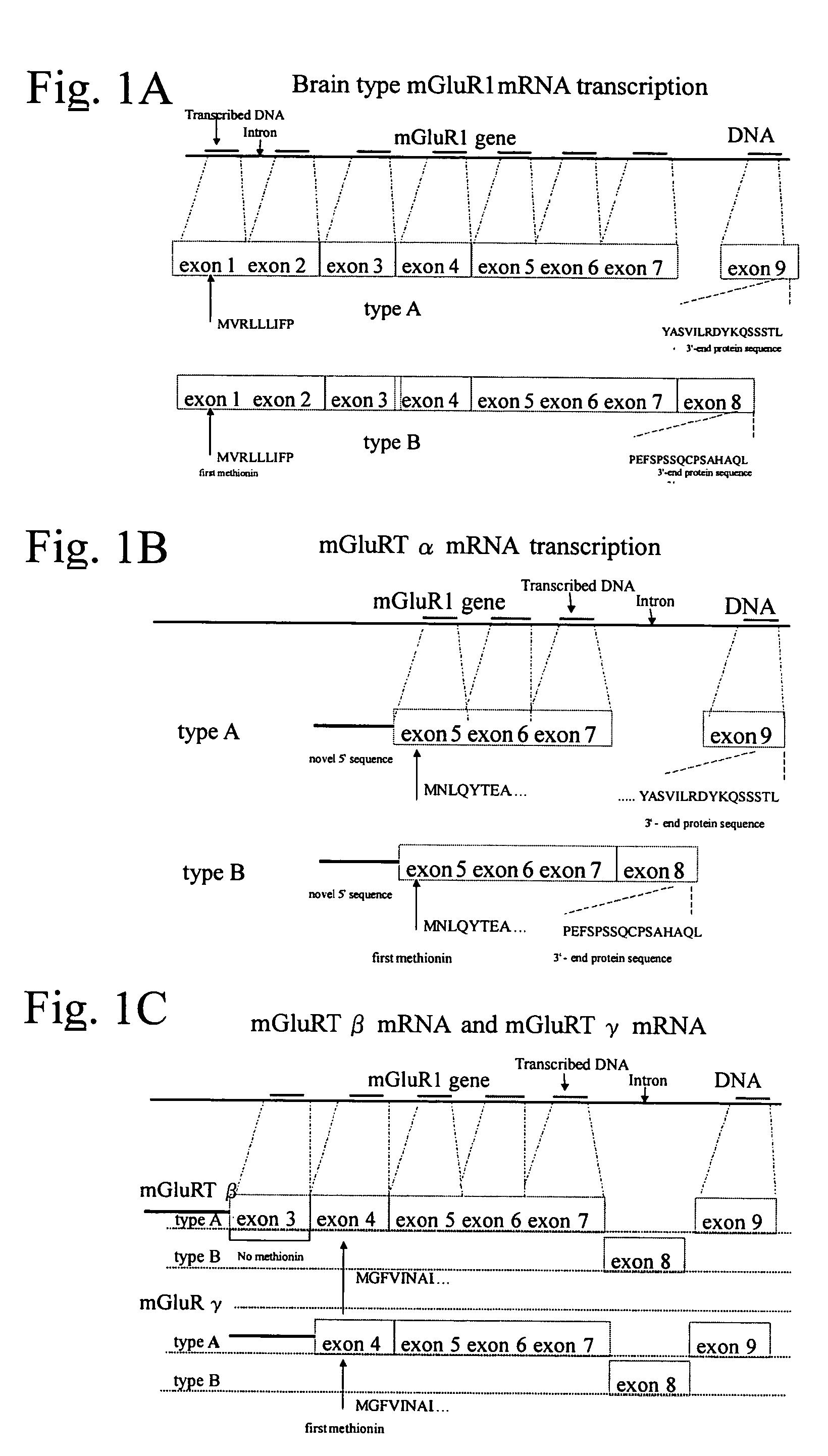 Glutamate receptor and utilization thereof