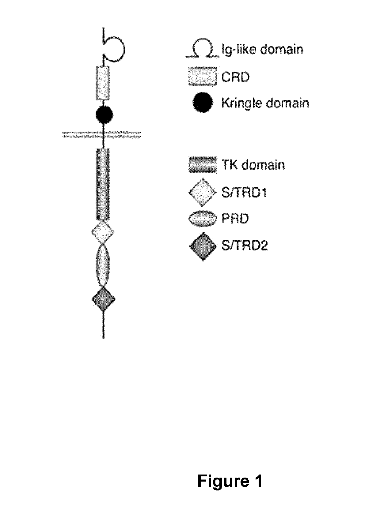 ROR1 specific multi-chain chimeric antigen receptor