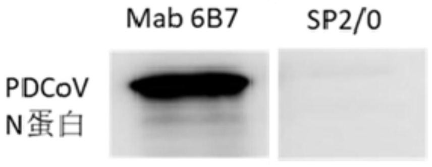 Hybridoma cell strain of monoclonal antibody resisting porcine delta coronavirus N protein epitope, antibody secreted by hybridoma cell strain and application of monoclonal antibody