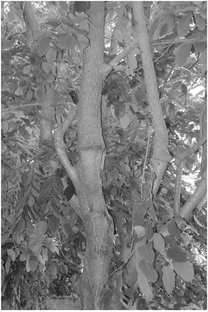 Grafting method for promoting early fruiting of pterocarpus santalinus