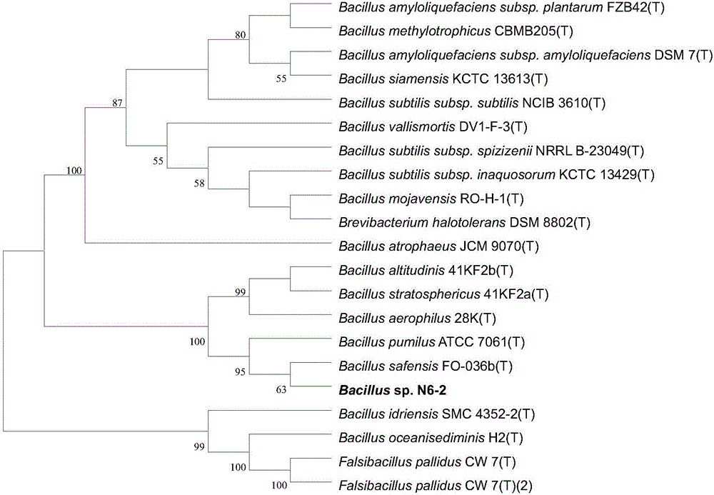 Beta-glucanase generated by Bacillus marinus and preparation method thereof