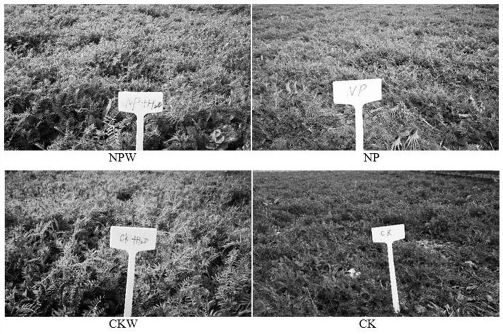 Method for reducing application and increasing efficiency of chemical fertilizers for corn based on water and fertilizer regulation of vicia villosa